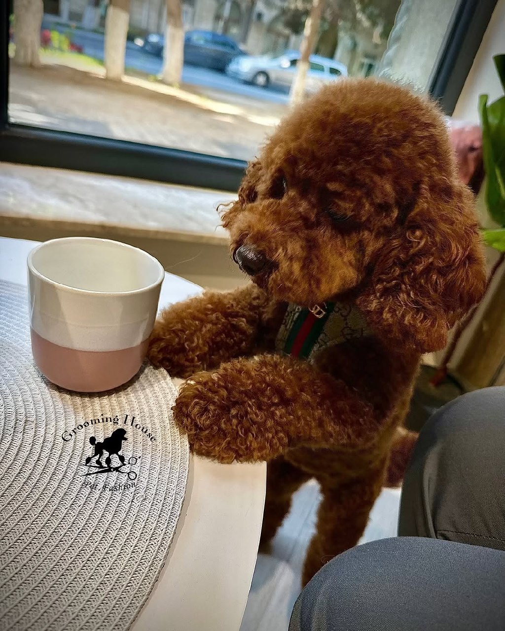 Cute dog