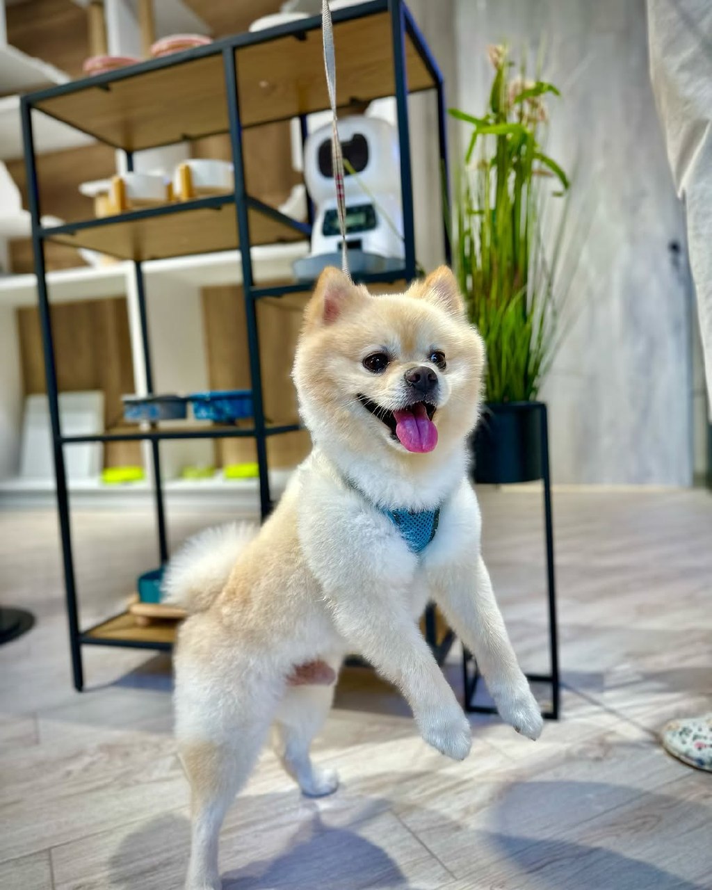 Happy pet