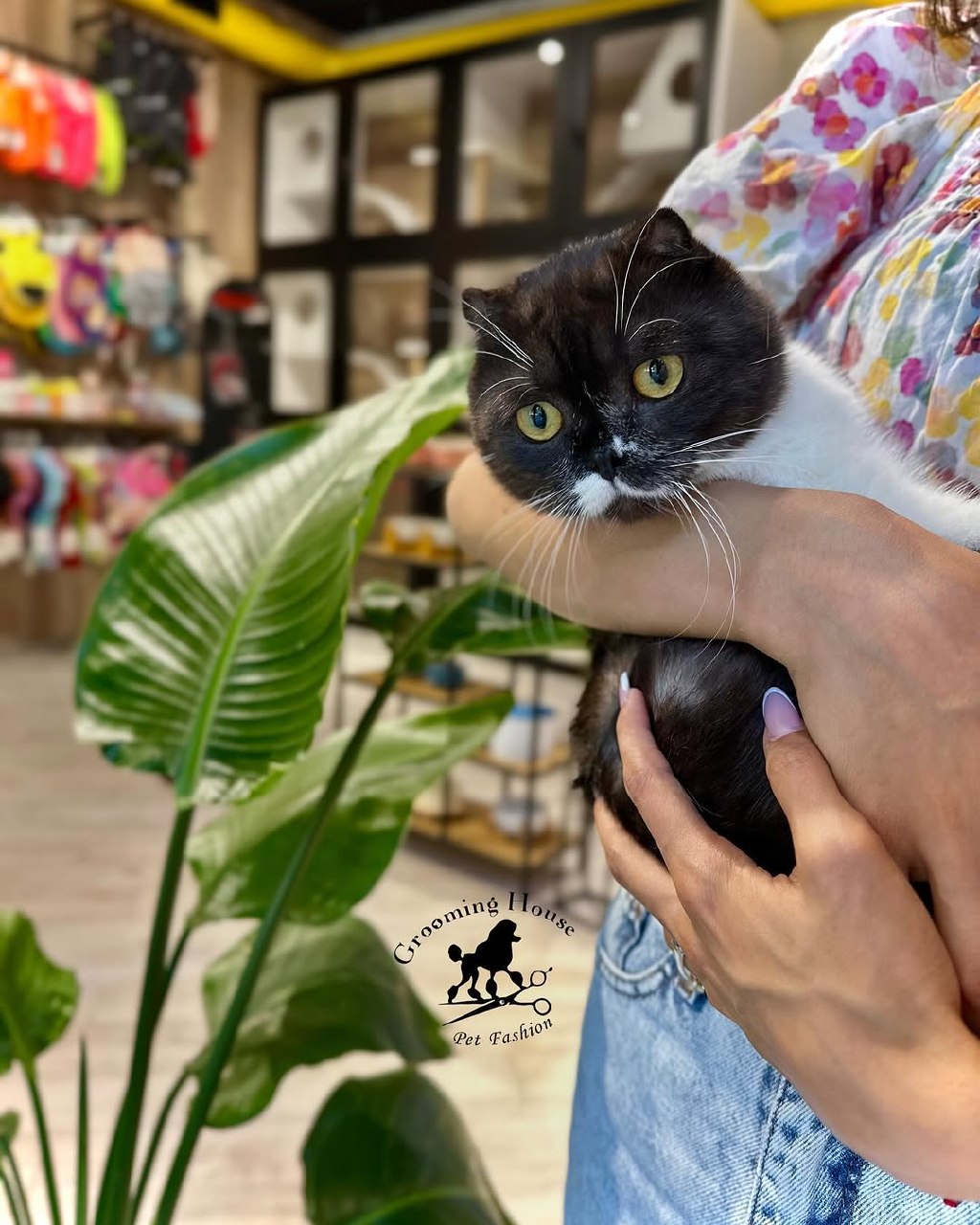 Salon cat