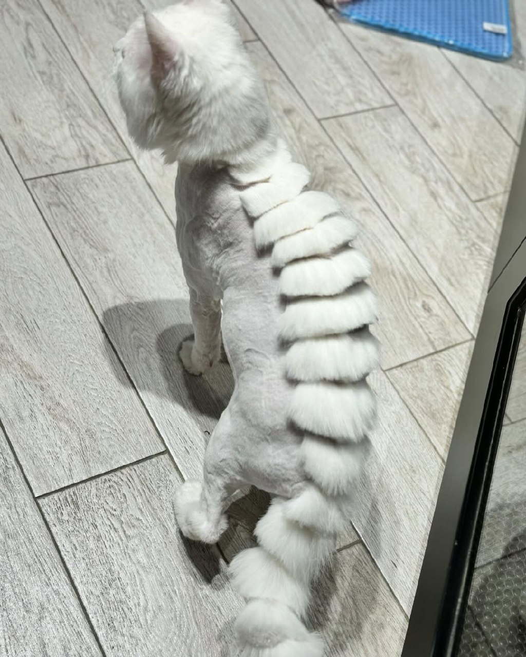 Cat style