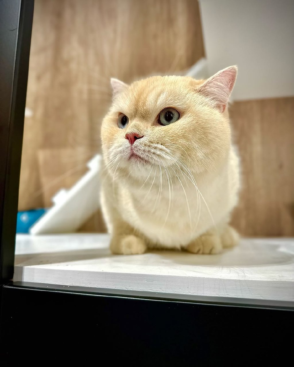 Cat grooming