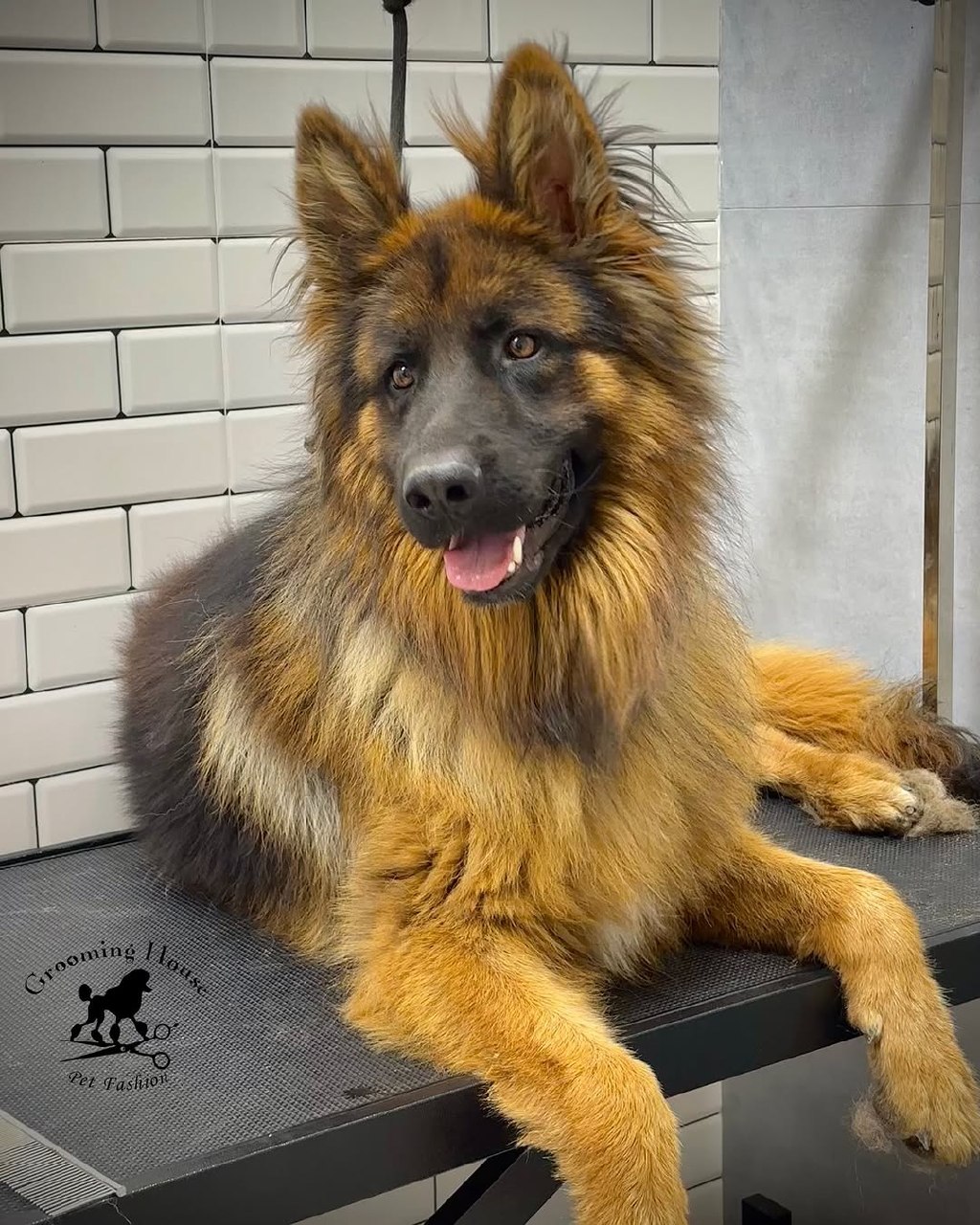 Dog grooming