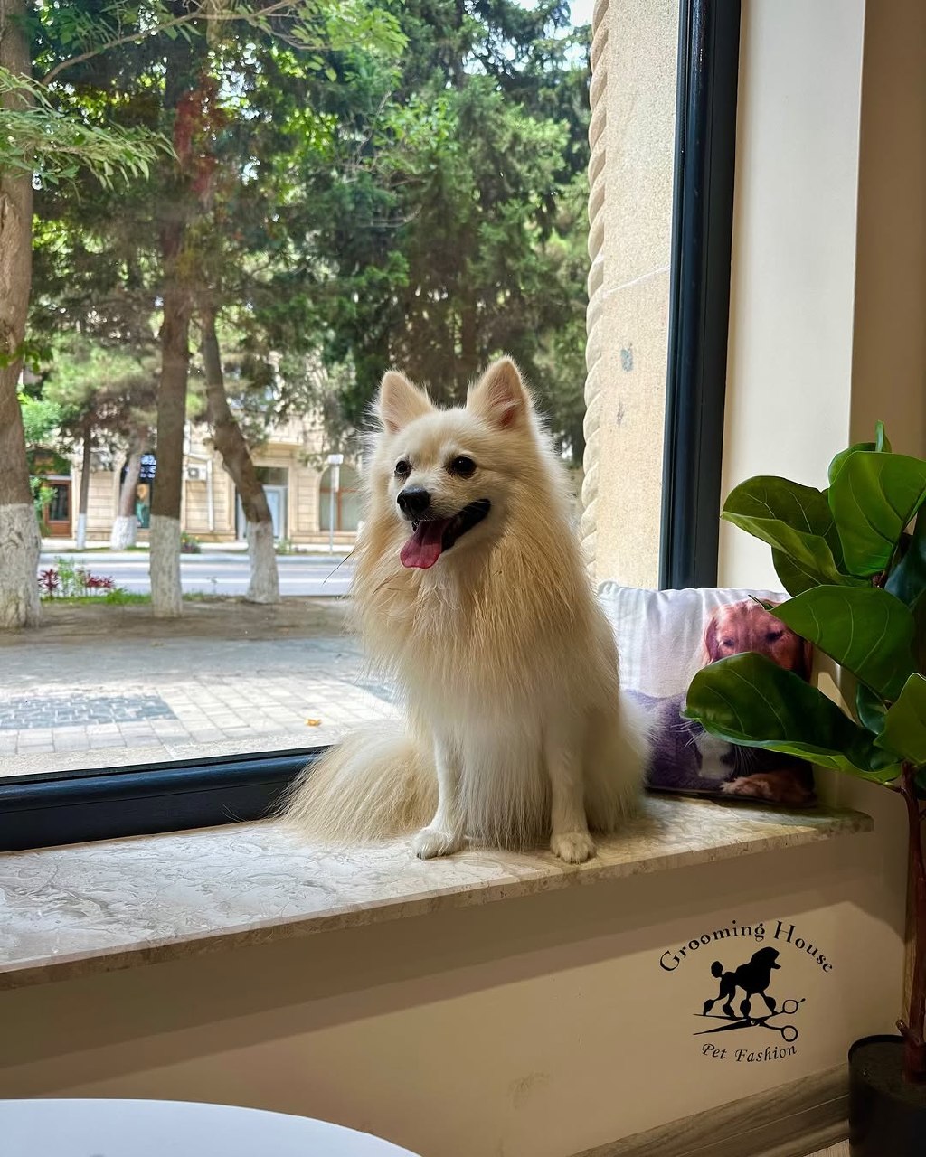 Dog after grooming