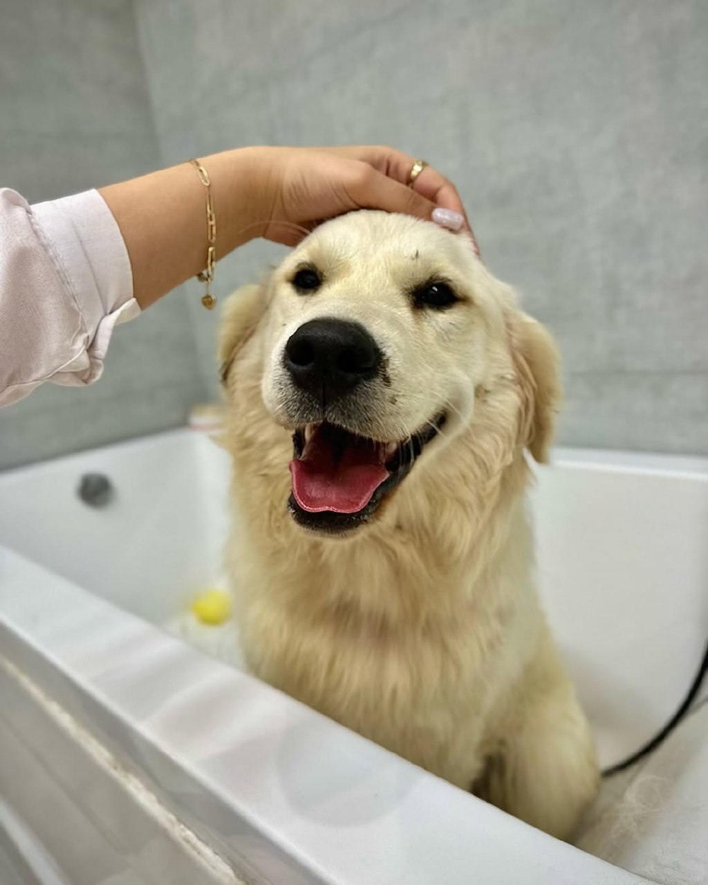Dog styled