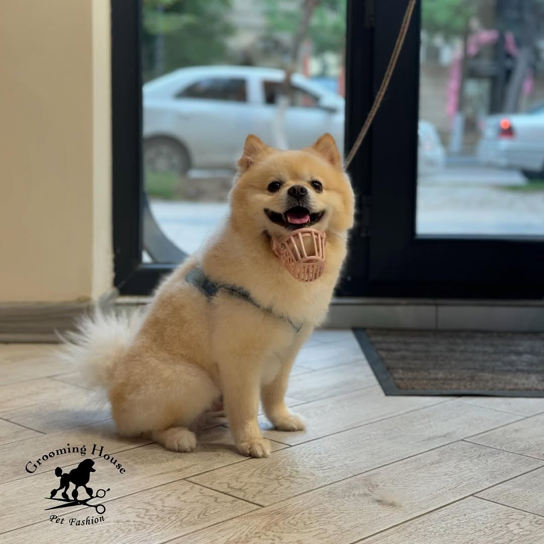Dog portrait